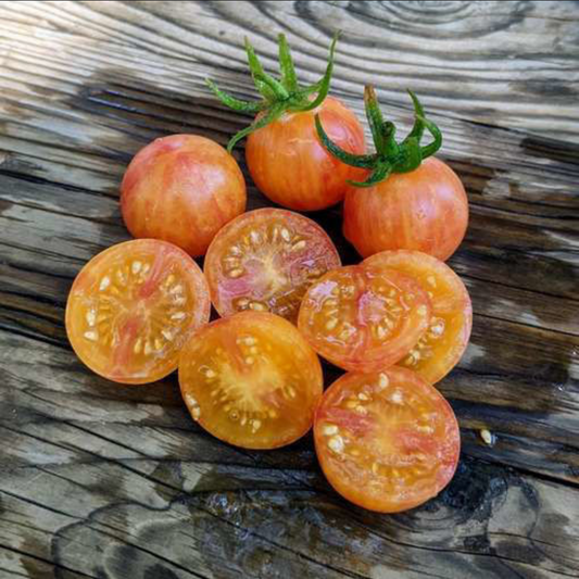 TOMATO 'Tropical Sunset'