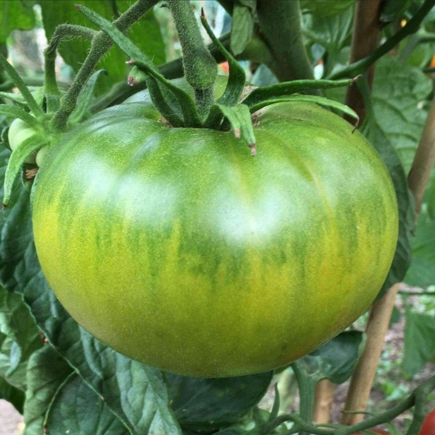 TOMATO 'Aunt Ruby's German Green'