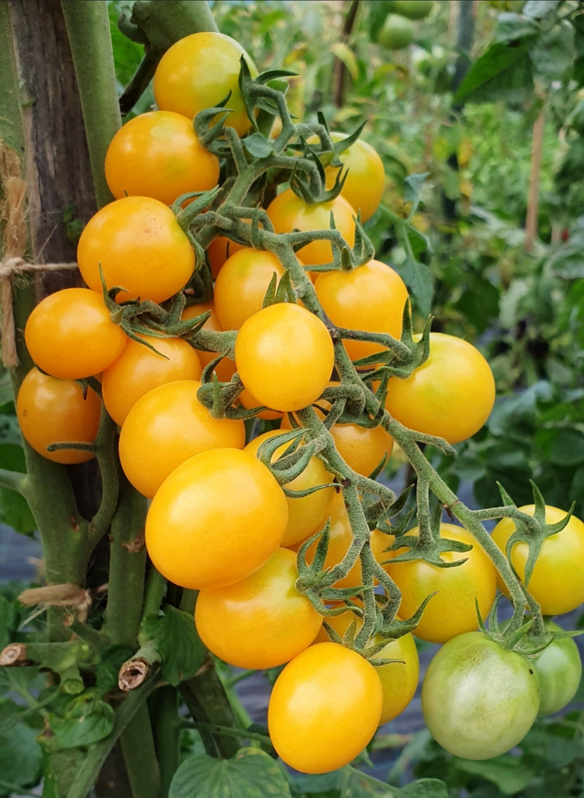 TOMATO 'Honeydrop'