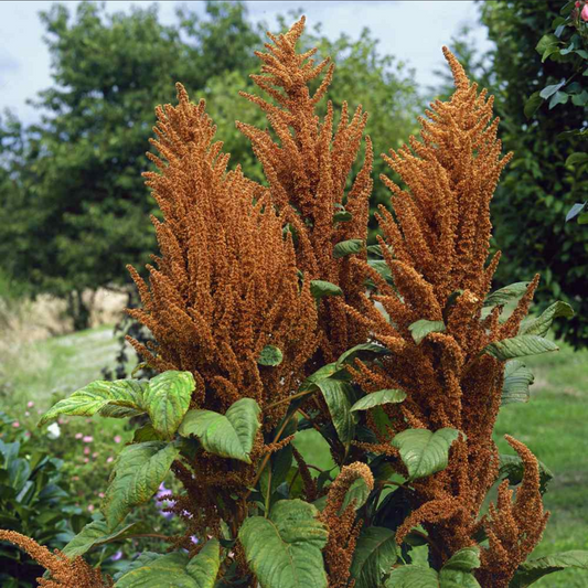 AMARANTH 'Hot Biscuits'