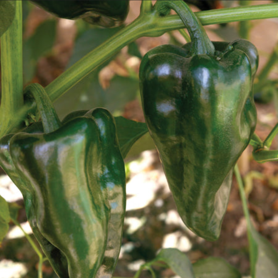 PEPPER 'Trident Poblano'