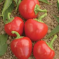 PEPPER 'Fireball'