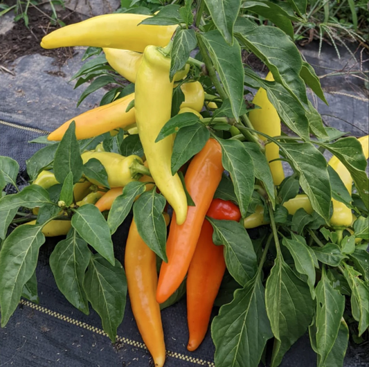 PEPPER 'Hungarian Hot Wax'