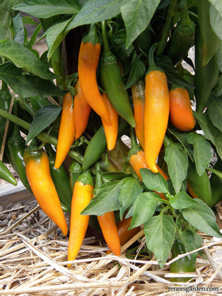 PEPPER 'Bulgarian Carrot Chili'