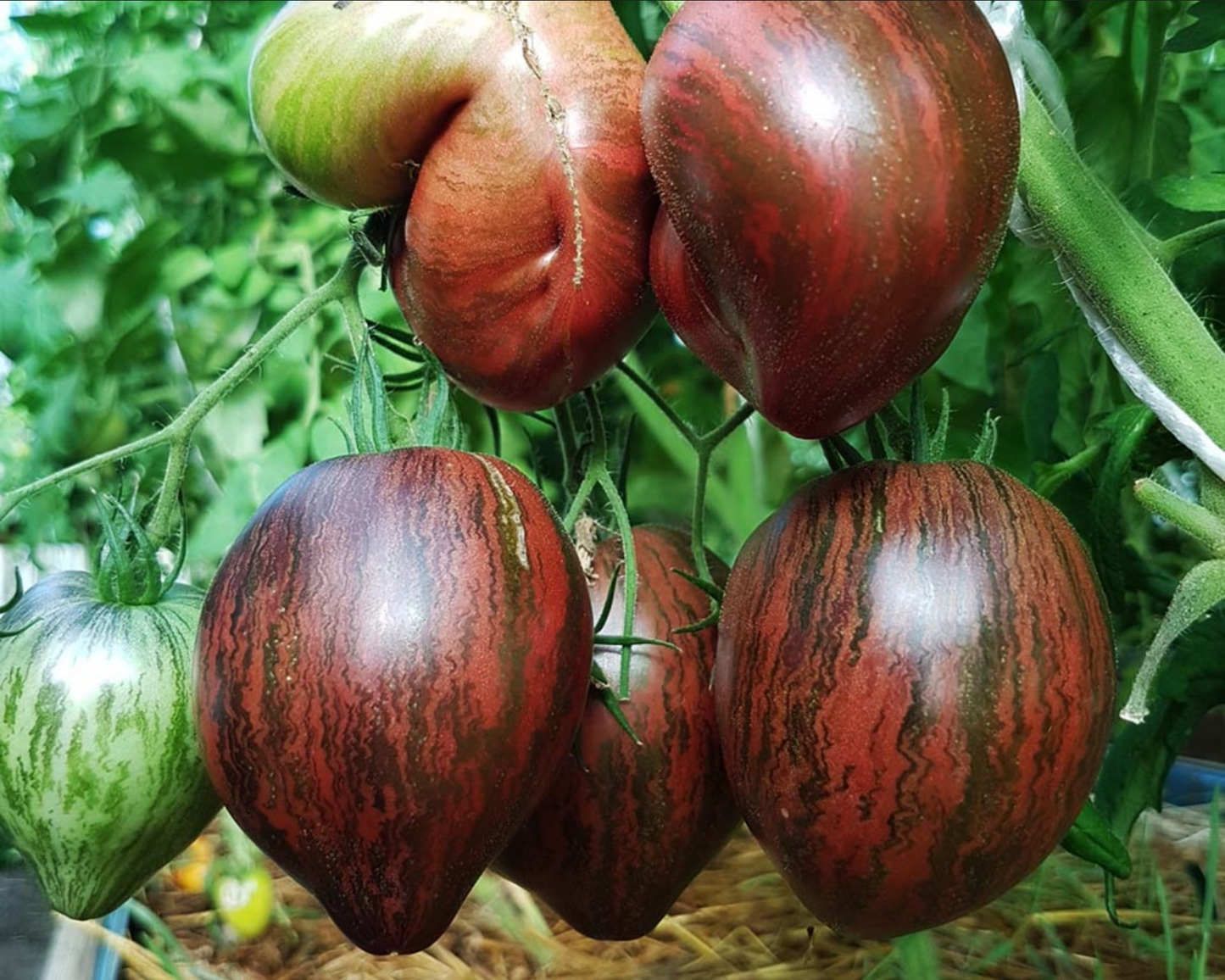 TOMATO 'Rebel Starfighter Prime'