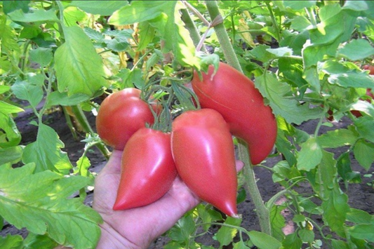 TOMATO 'Korean Long'