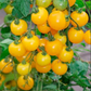 TOMATO 'Gourmandise Yellow'