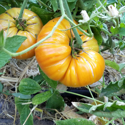 TOMATO 'Big Rainbow'