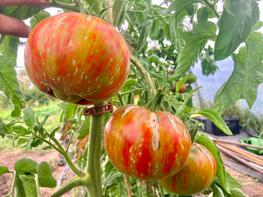 TOMATO 'Summer of Love'