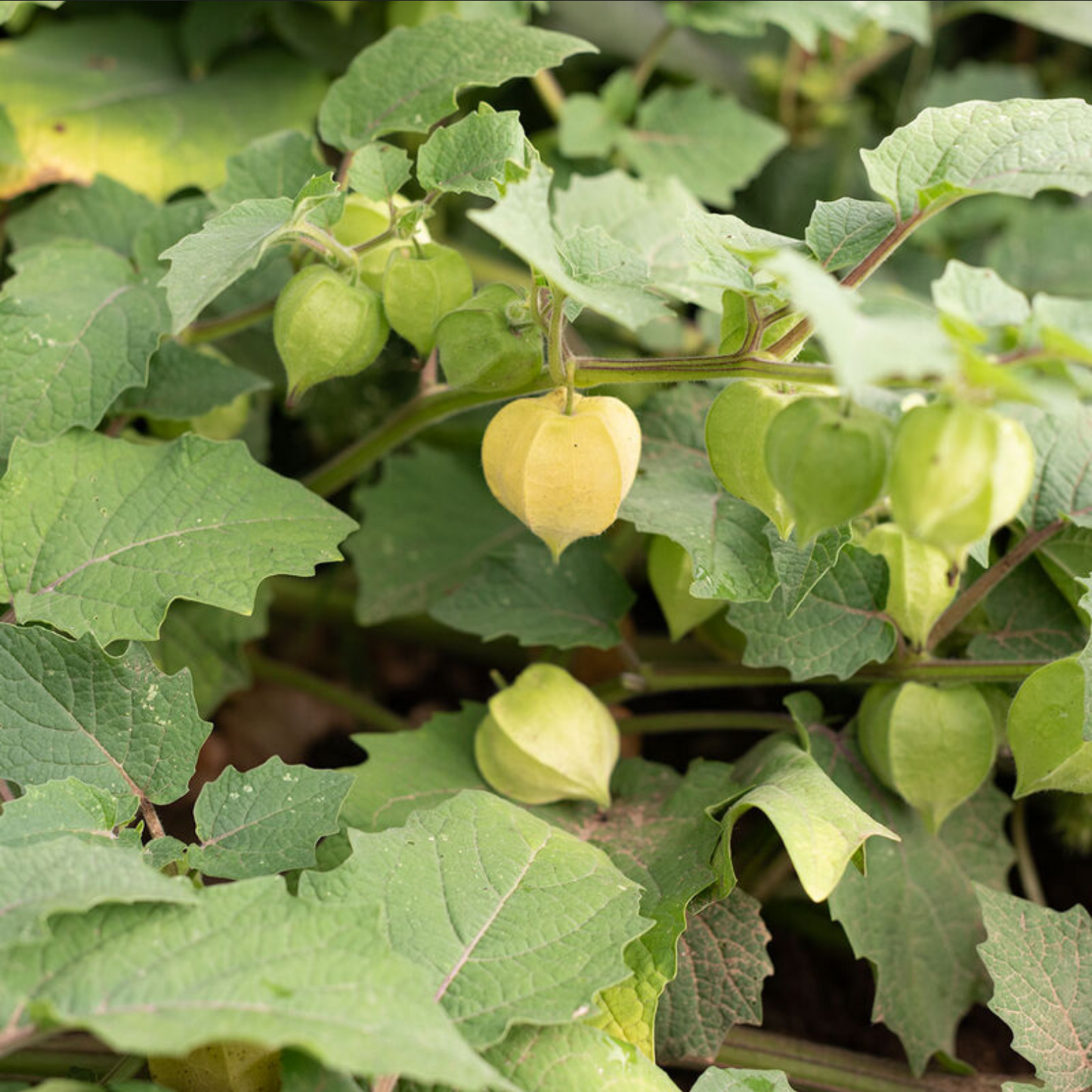 GROUNDCHERRY 'Goldie'