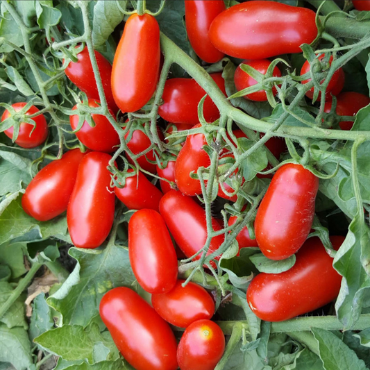 TOMATO 'Mini Marzano'