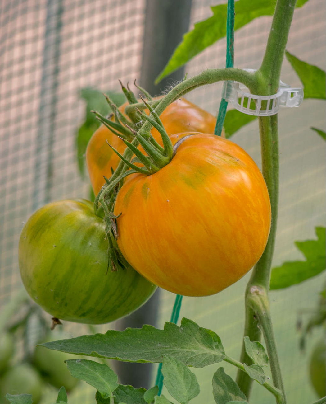 TOMATO 'Bleeding Heart'