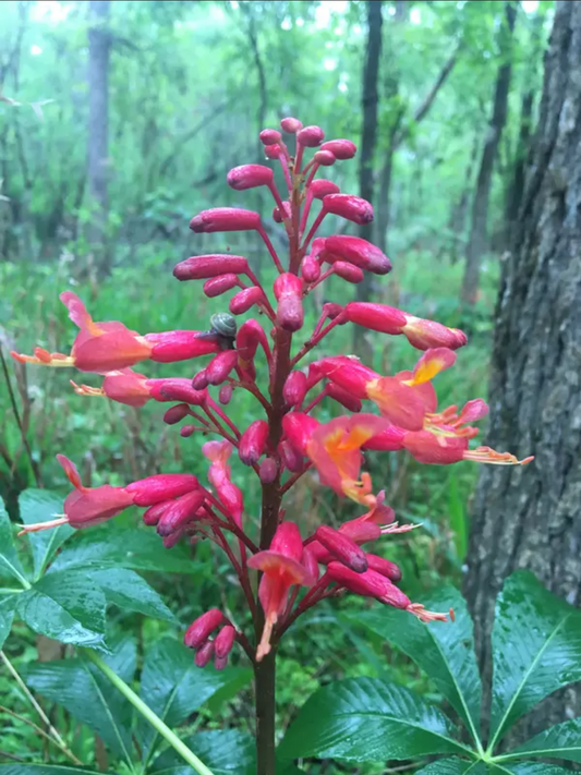 Aesculus pavia --Red Buckeye--