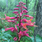 Aesculus pavia --Red Buckeye--