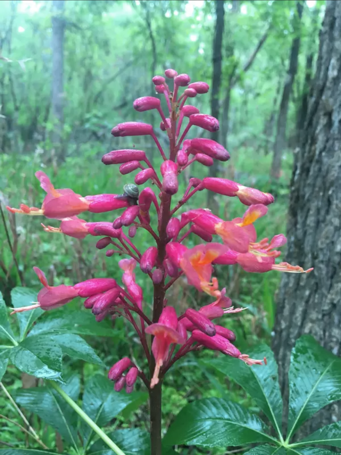 Aesculus pavia --Red Buckeye--