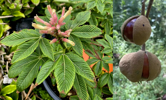 Aesculus pavia --Red Buckeye--