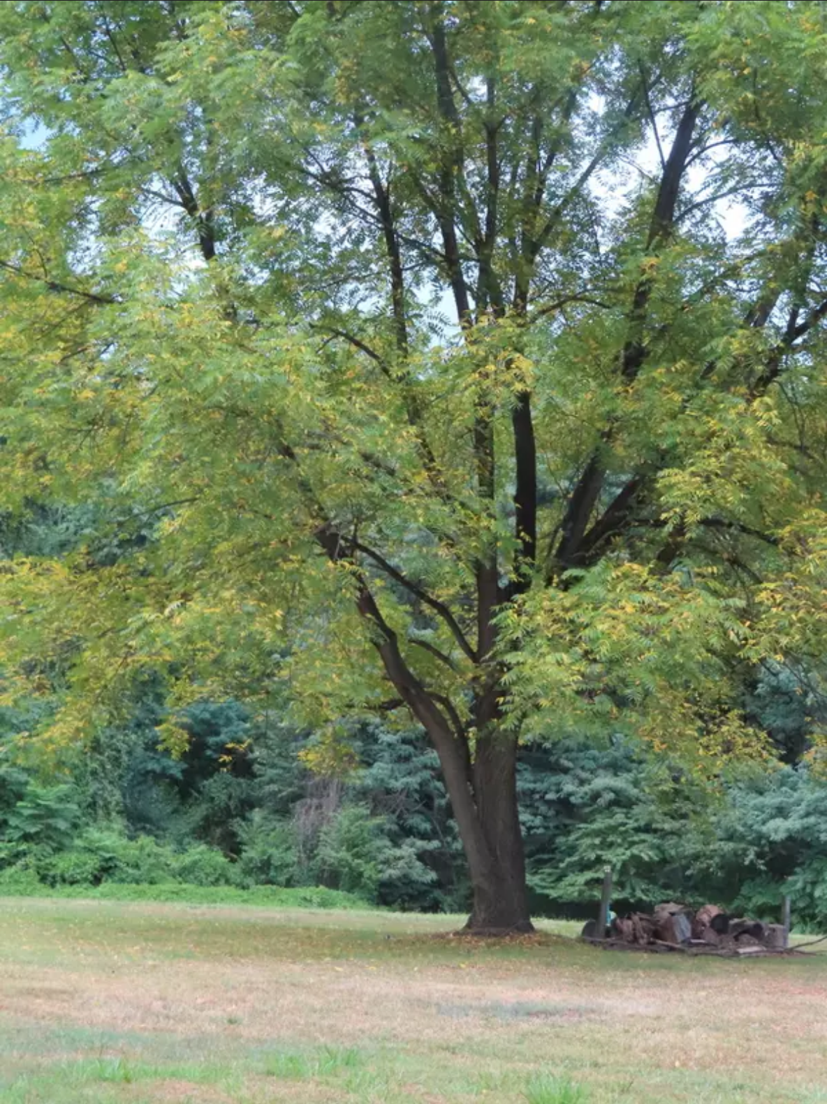 BLACK WALNUT TREE --Juglans nigra--