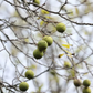 BLACK WALNUT TREE --Juglans nigra--