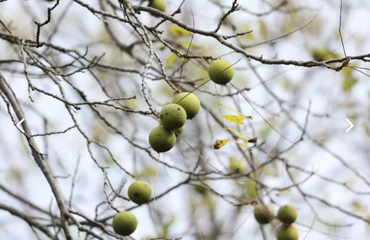 BLACK WALNUT TREE --Juglans nigra--