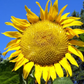 SUNFLOWER 'Mongolian Giant'