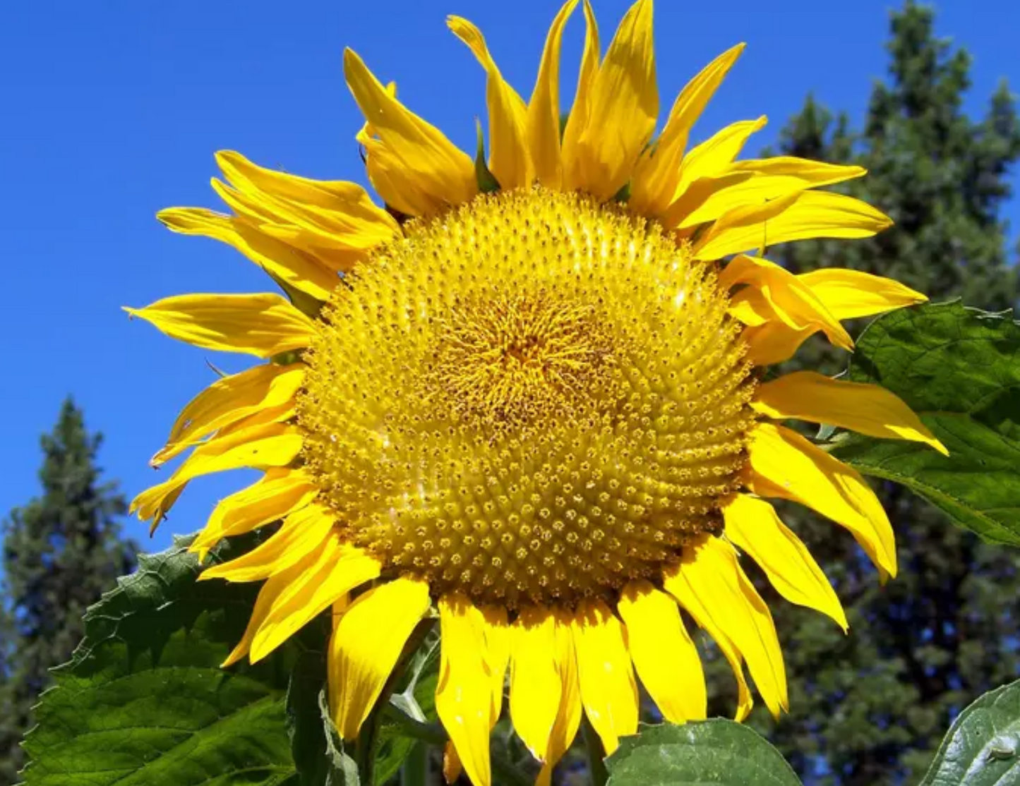 SUNFLOWER 'Mongolian Giant'