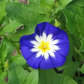 MORNING GLORY 'Royal Ensign' --Convolvulus tricolor--