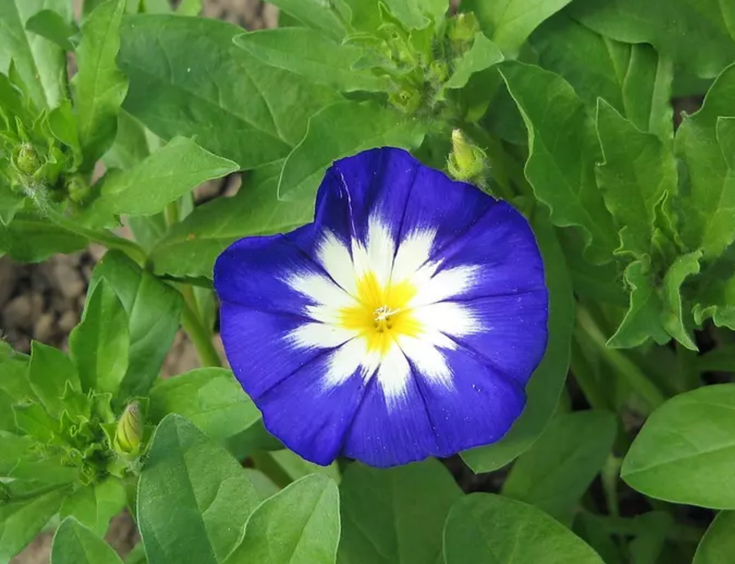 MORNING GLORY 'Royal Ensign' --Convolvulus tricolor--