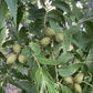 PECAN 'Lakota' --Carya illinoinensis--