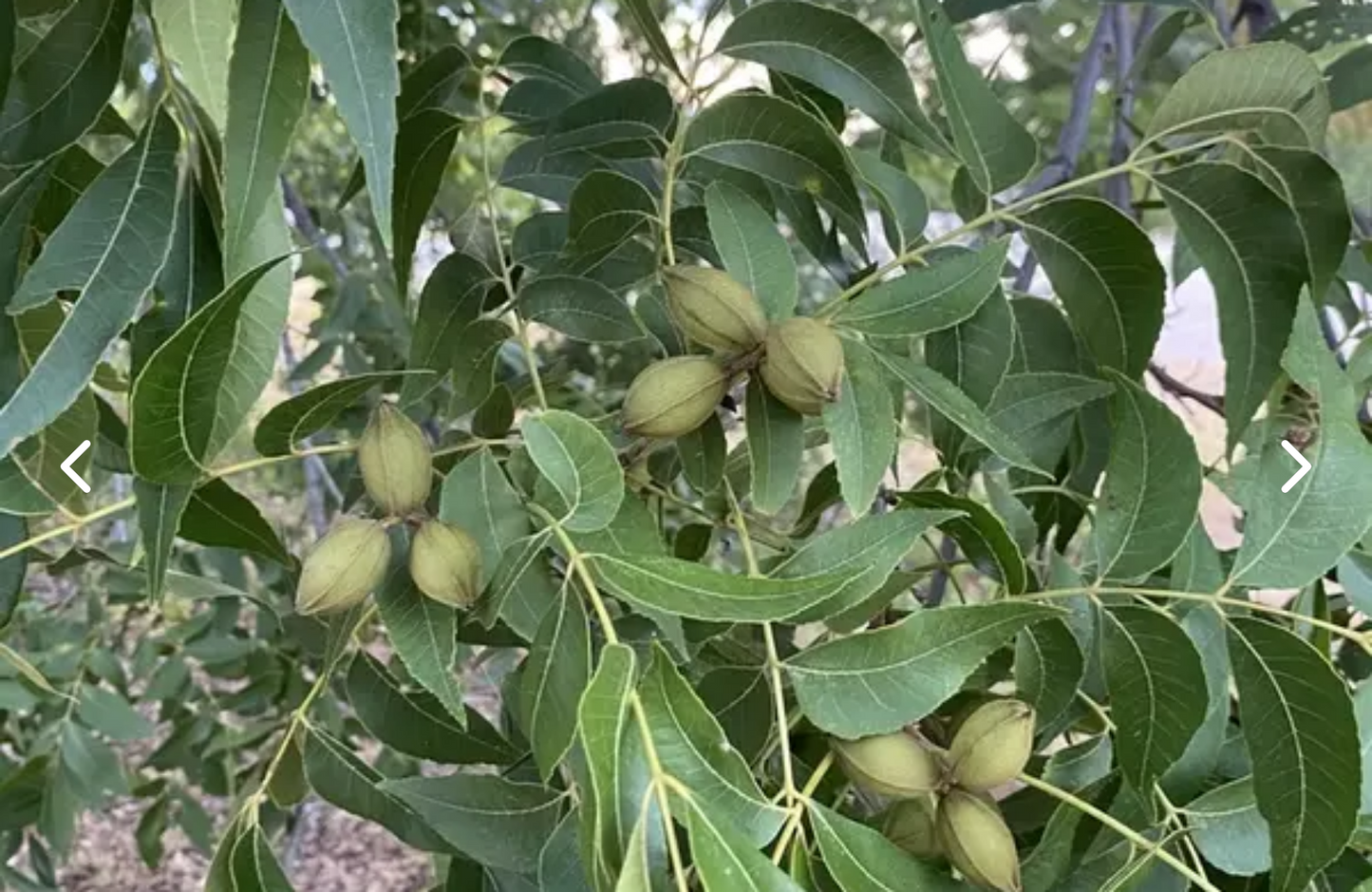 PECAN 'Lakota' --Carya illinoinensis--