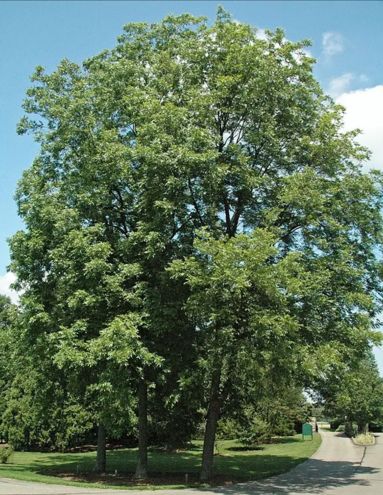 PECAN 'Lakota' --Carya illinoinensis--