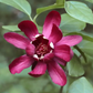 ALLSPICE 'Carolina' --Calycanthus floridus--