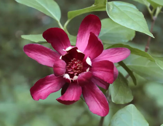 ALLSPICE 'Carolina' --Calycanthus floridus--