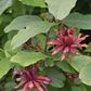 ALLSPICE 'Carolina' --Calycanthus floridus--