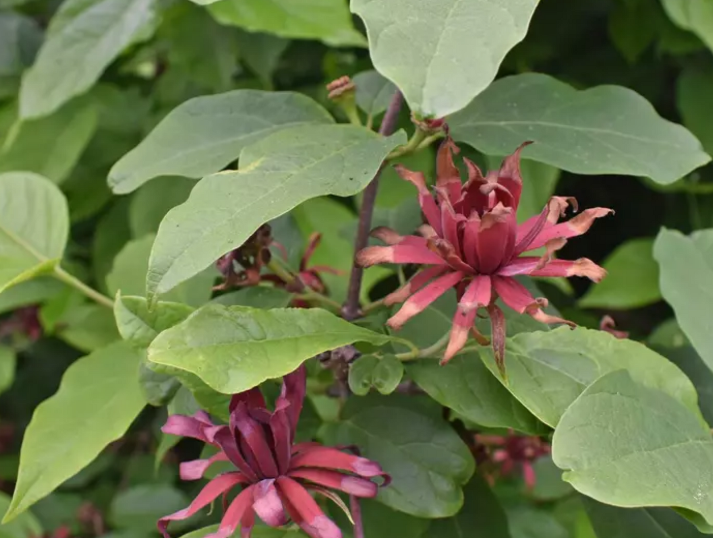 ALLSPICE 'Carolina' --Calycanthus floridus--