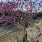 Cercis canadensis 'Texensis' --Texas Redbud--