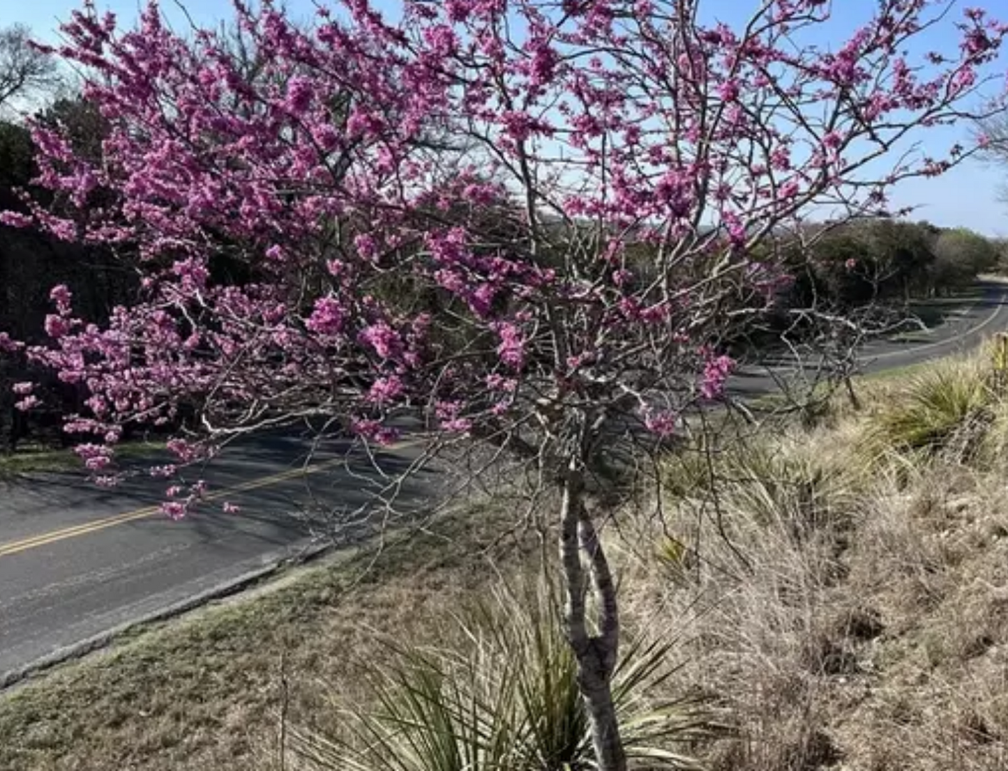 Cercis canadensis 'Texensis' --Texas Redbud--