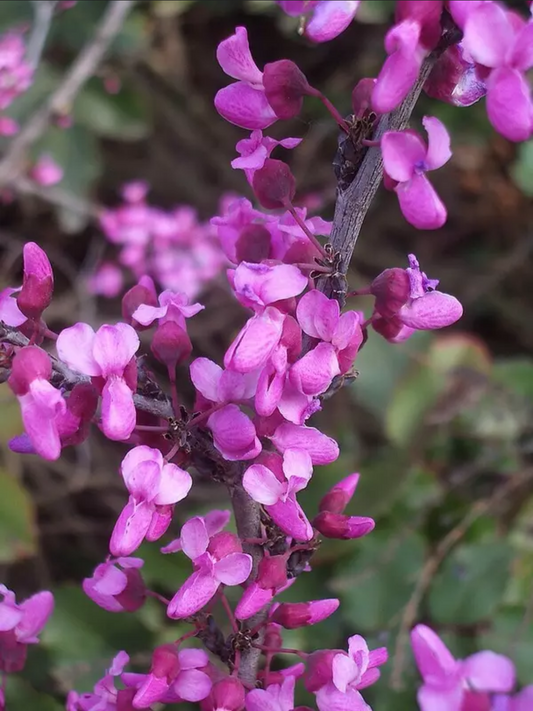 Cercis canadensis 'Texensis' --Texas Redbud--