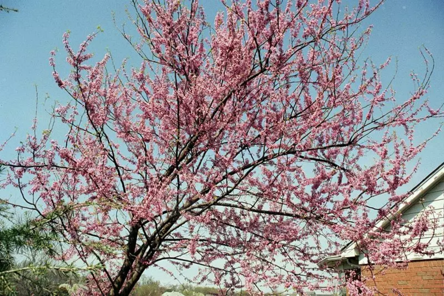 Cercis canadensis var. mexicana --Mexican Redbud--