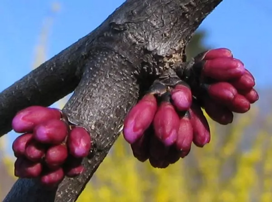 Cercis canadensis var. mexicana --Mexican Redbud--