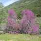 Cercis occidentalis --Western Redbud--