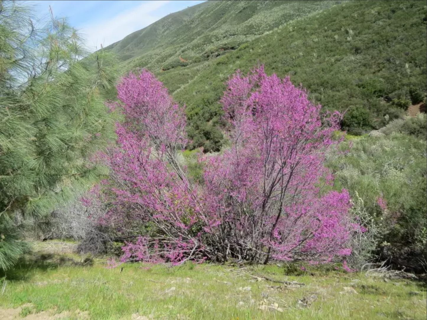 Cercis occidentalis --Western Redbud--