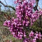 Cercis occidentalis --Western Redbud--