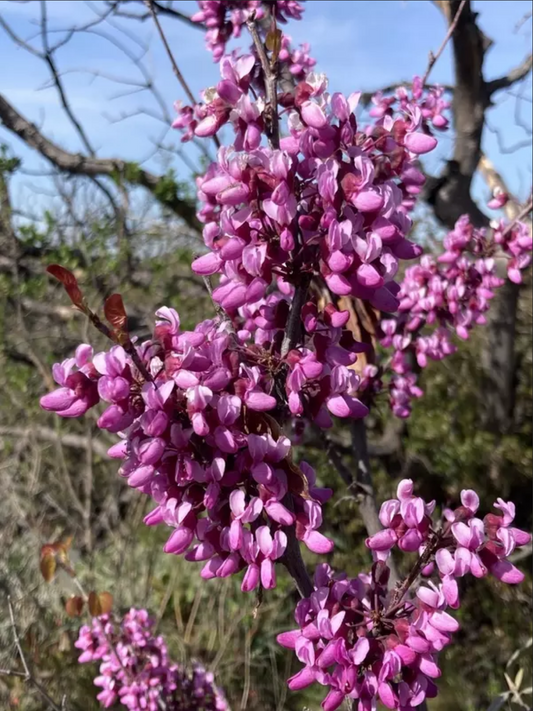 Cercis occidentalis --Western Redbud--