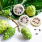 MULBERRY 'Indian' --Morinda citrifolia--