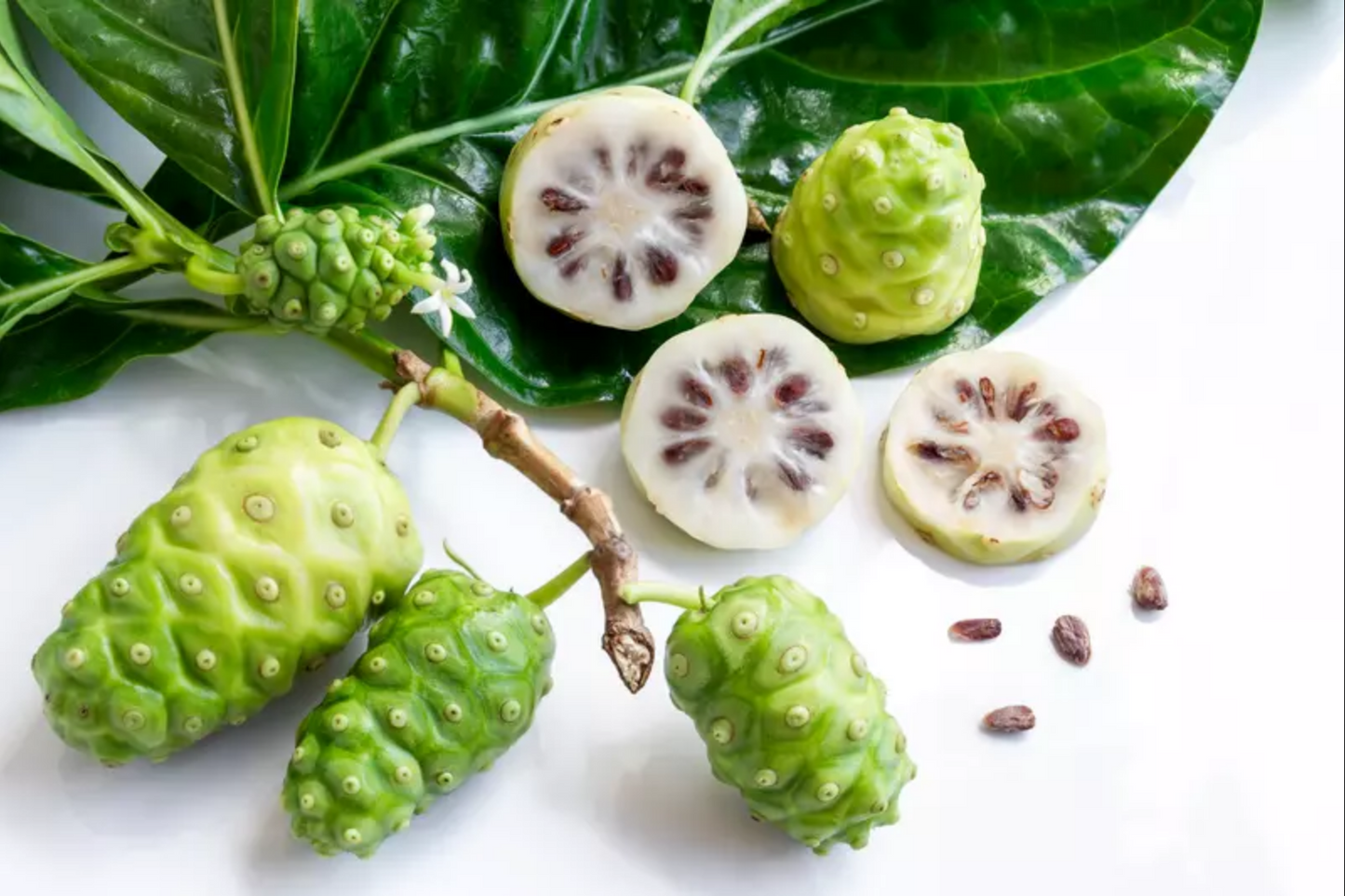 MULBERRY 'Indian' --Morinda citrifolia--