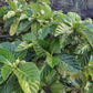 MULBERRY 'Indian' --Morinda citrifolia--