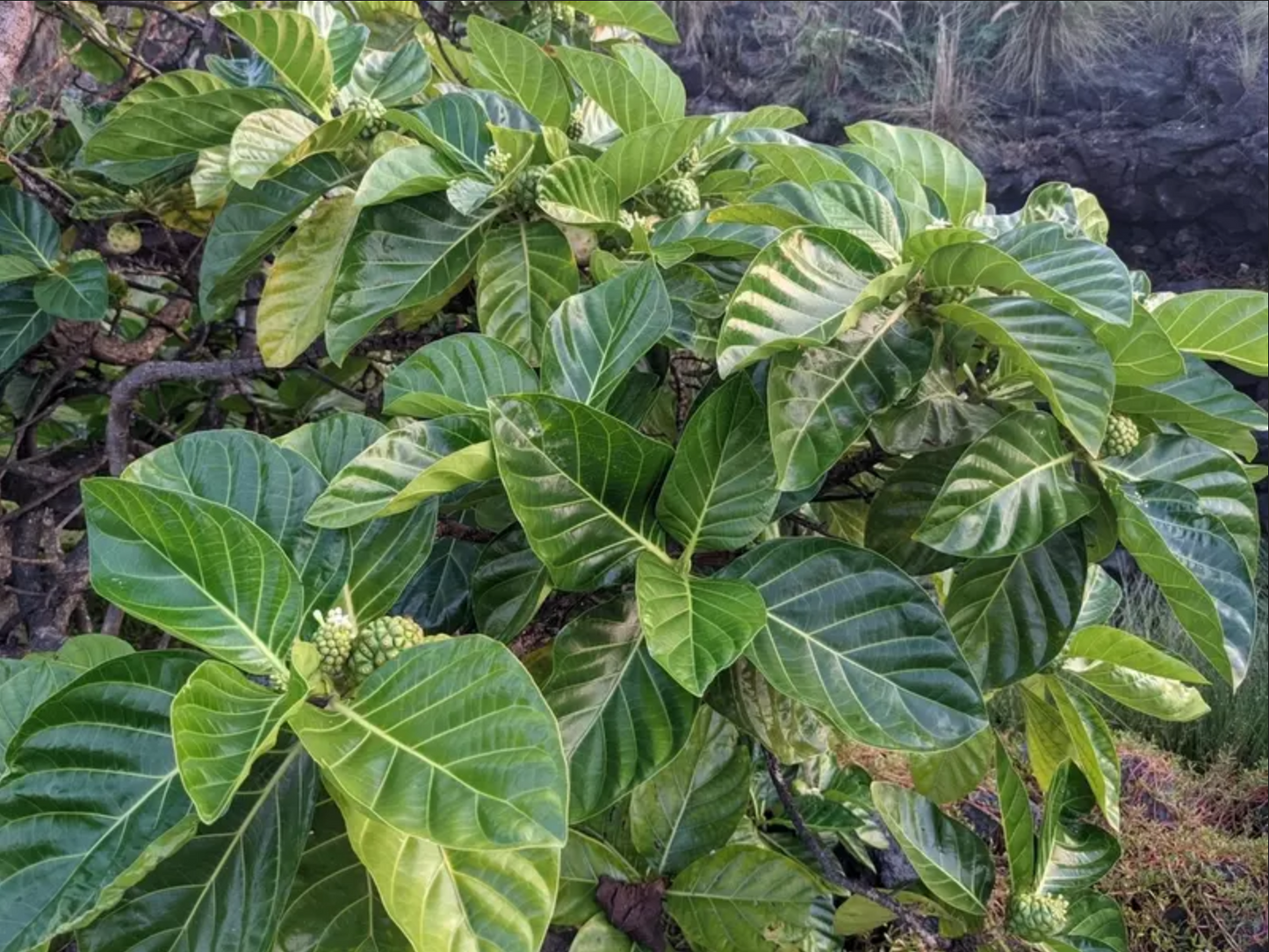 MULBERRY 'Indian' --Morinda citrifolia--