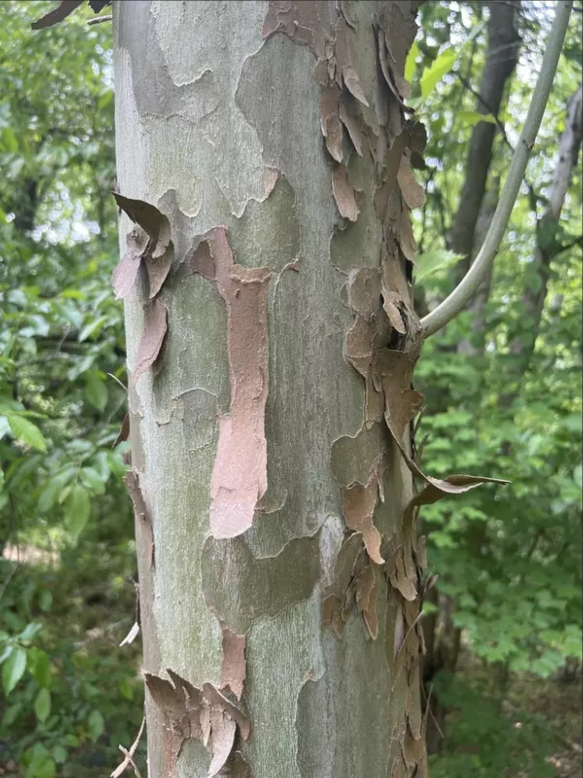 Platanus occidentalis --American Sycamore--