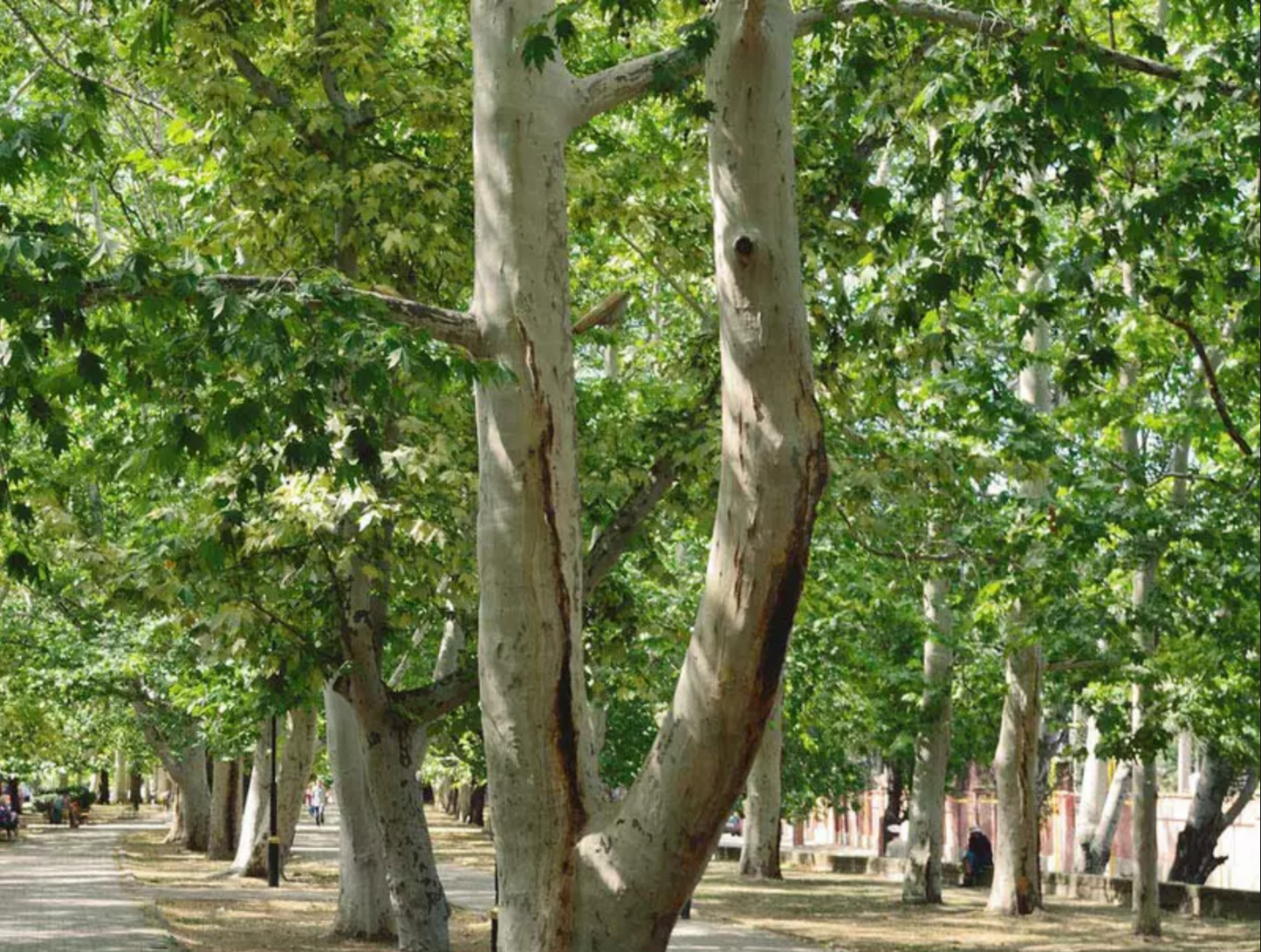 Platanus occidentalis --American Sycamore--