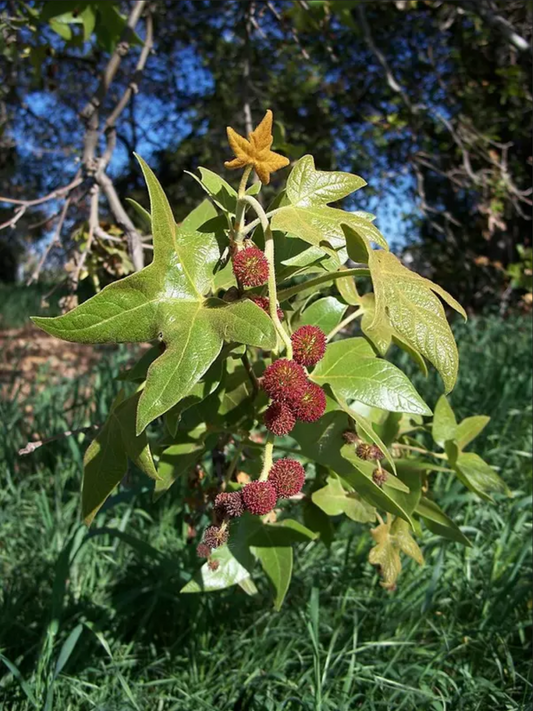 Platanus racemosa --Western Sycamore--